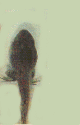 14.gif